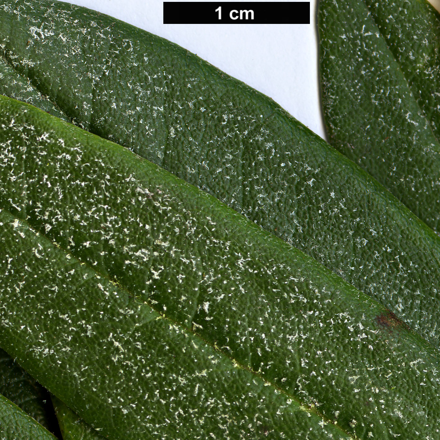 High resolution image: Family: Ericaceae - Genus: Rhododendron - Taxon: adenogynum - SpeciesSub: Adenogynum Group